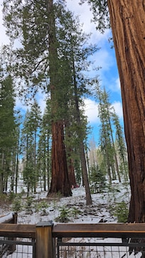 The Mariposa Grove hike.
