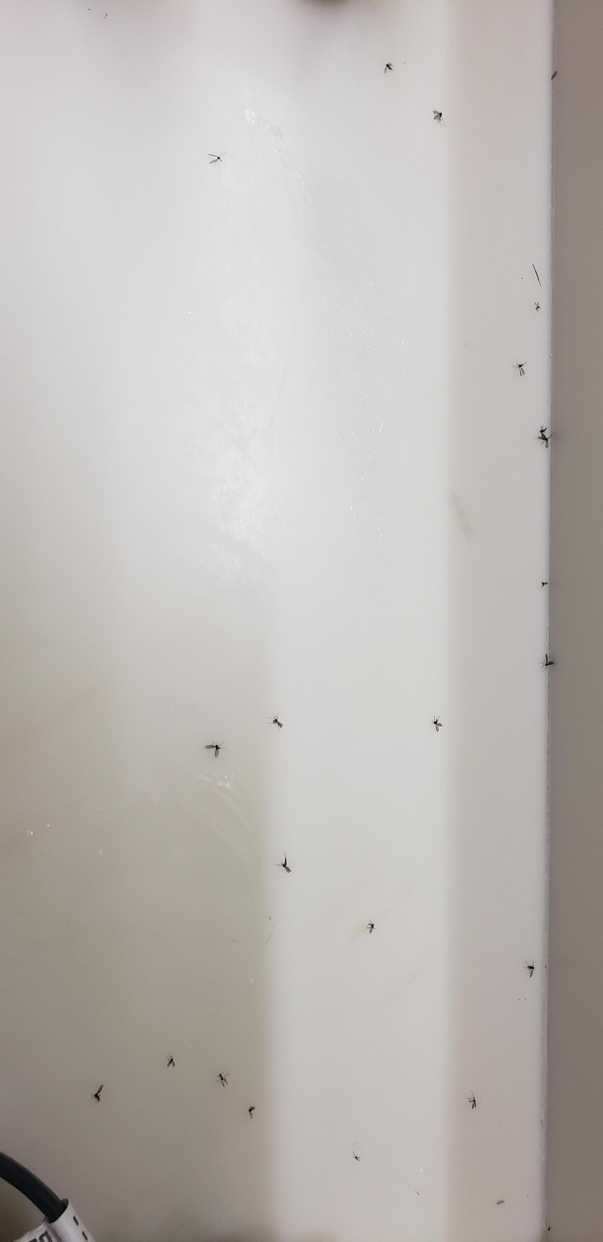Gnats from bathroom counter.