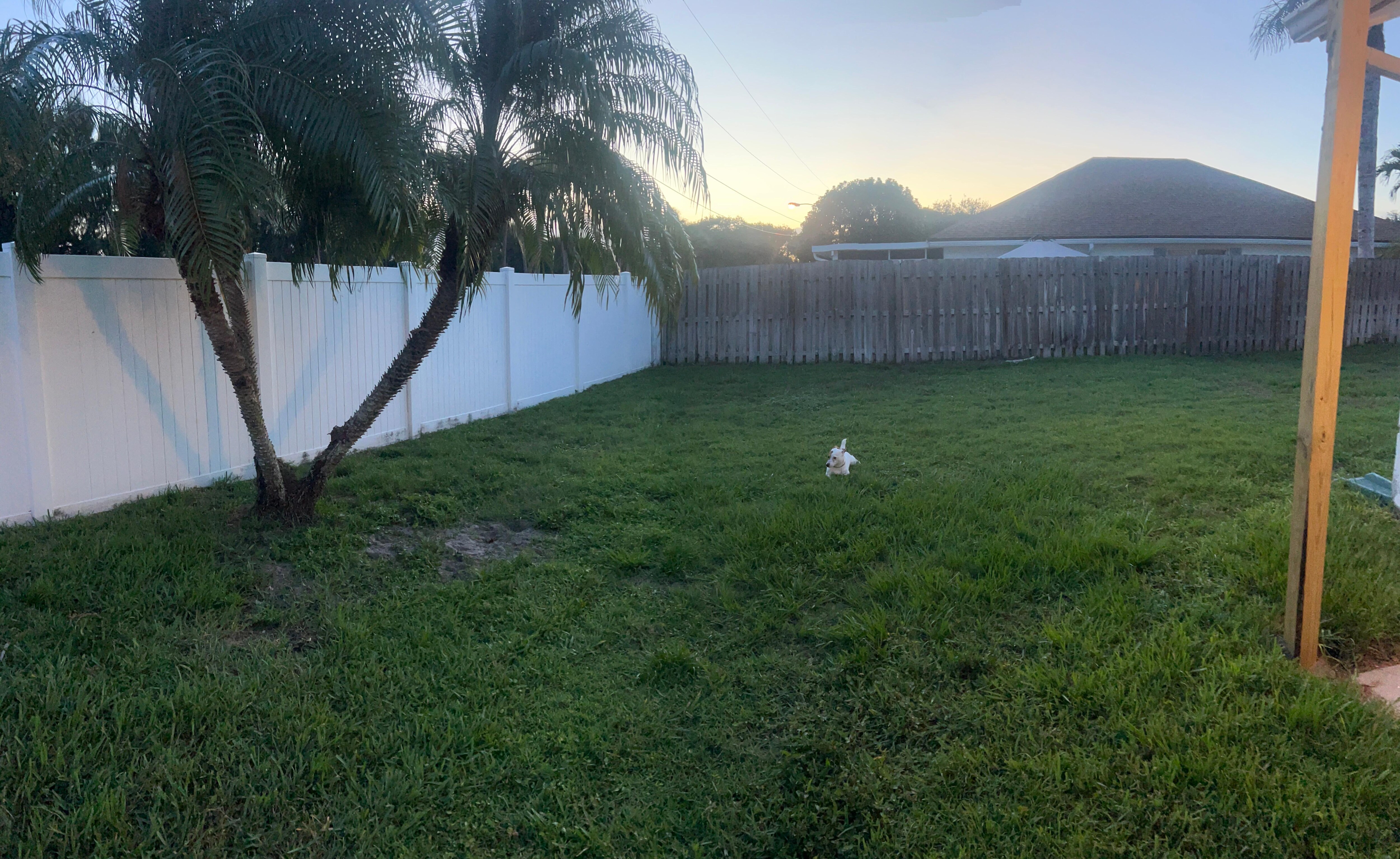 My dog loved the backyard 