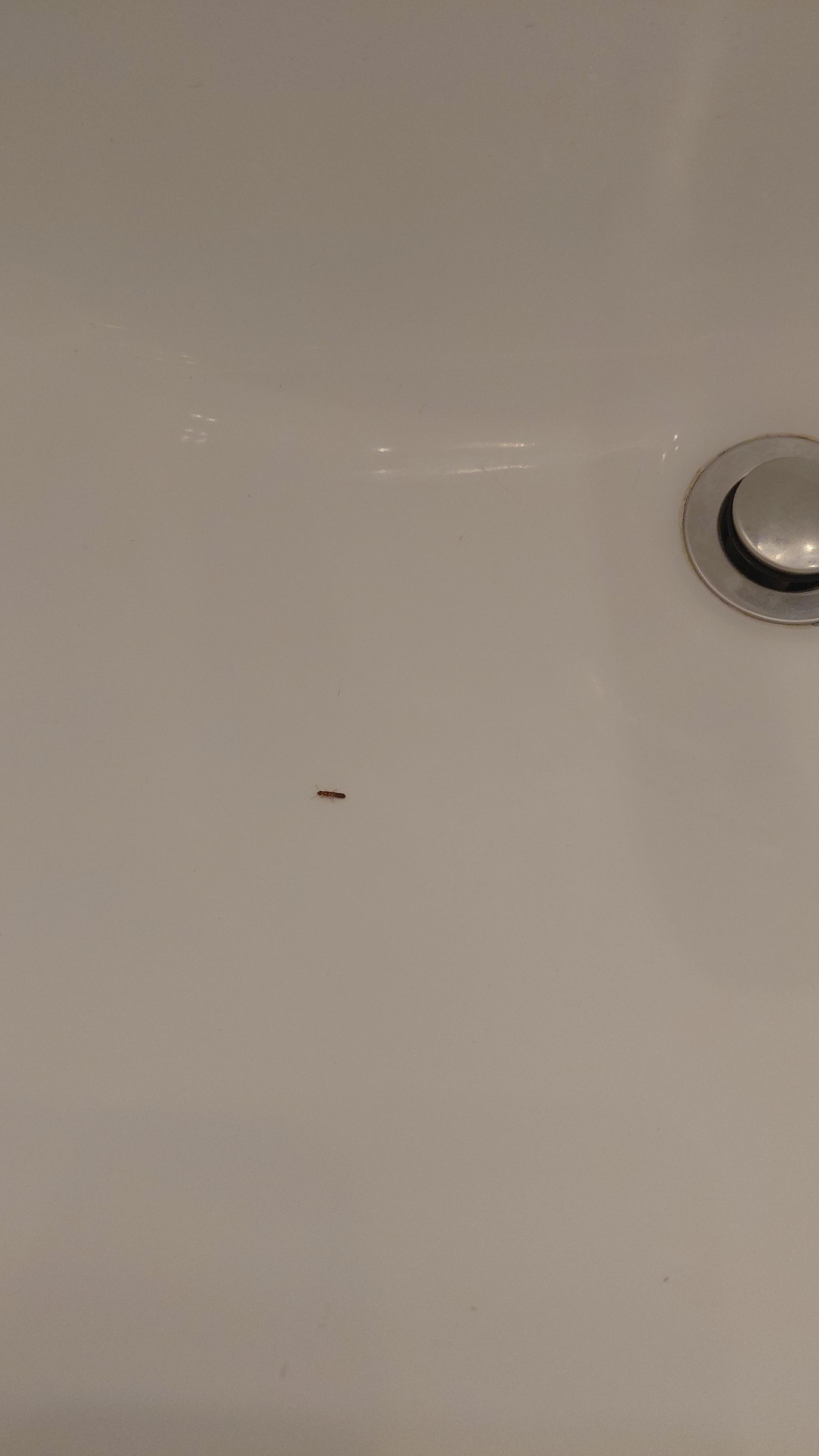 Bug in sink. There's no option to upload my videos of the bugs crawling in the sink and on my towers