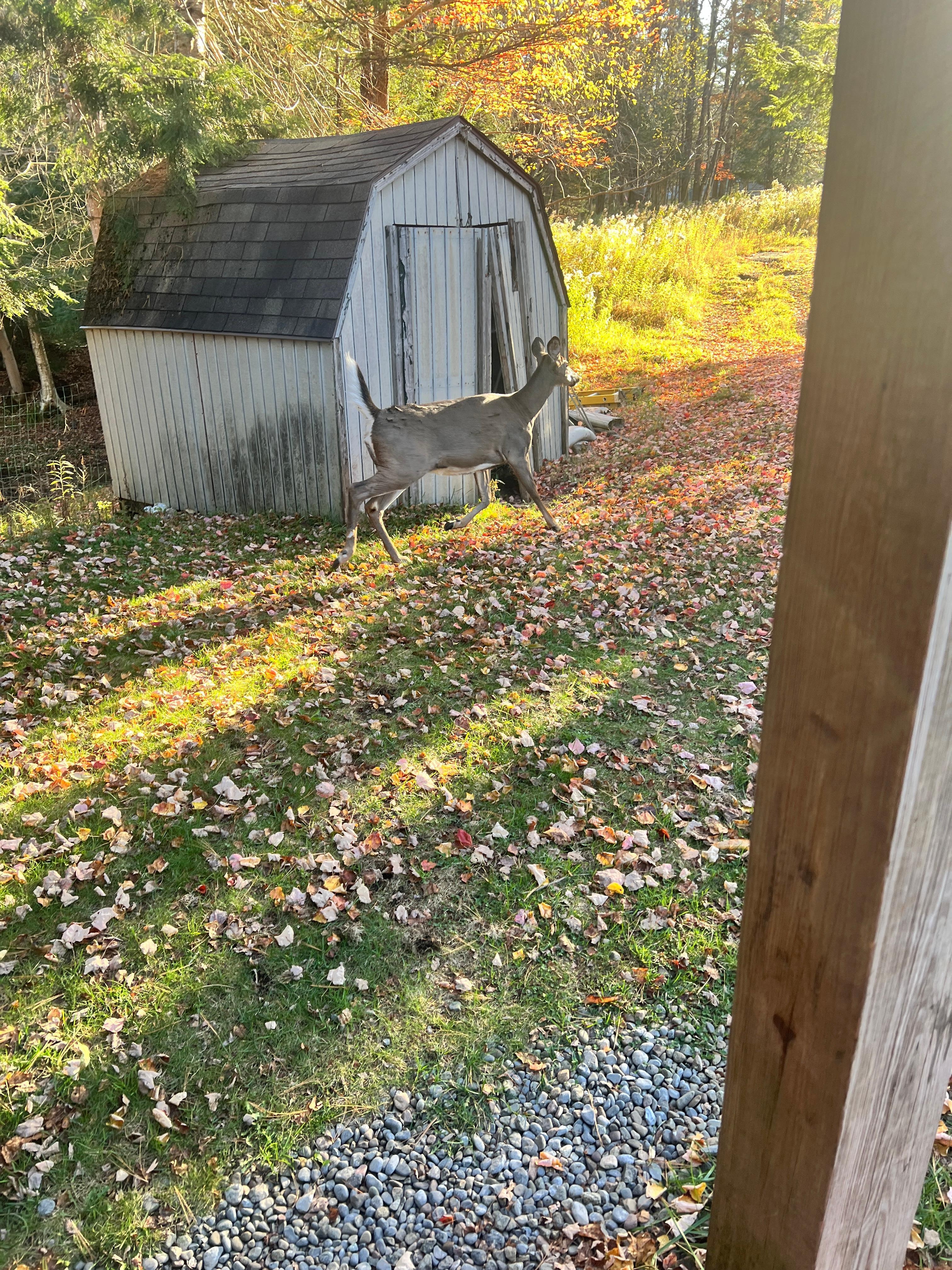 She was right outside the front door this morning!