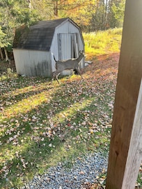 She was right outside the front door this morning!