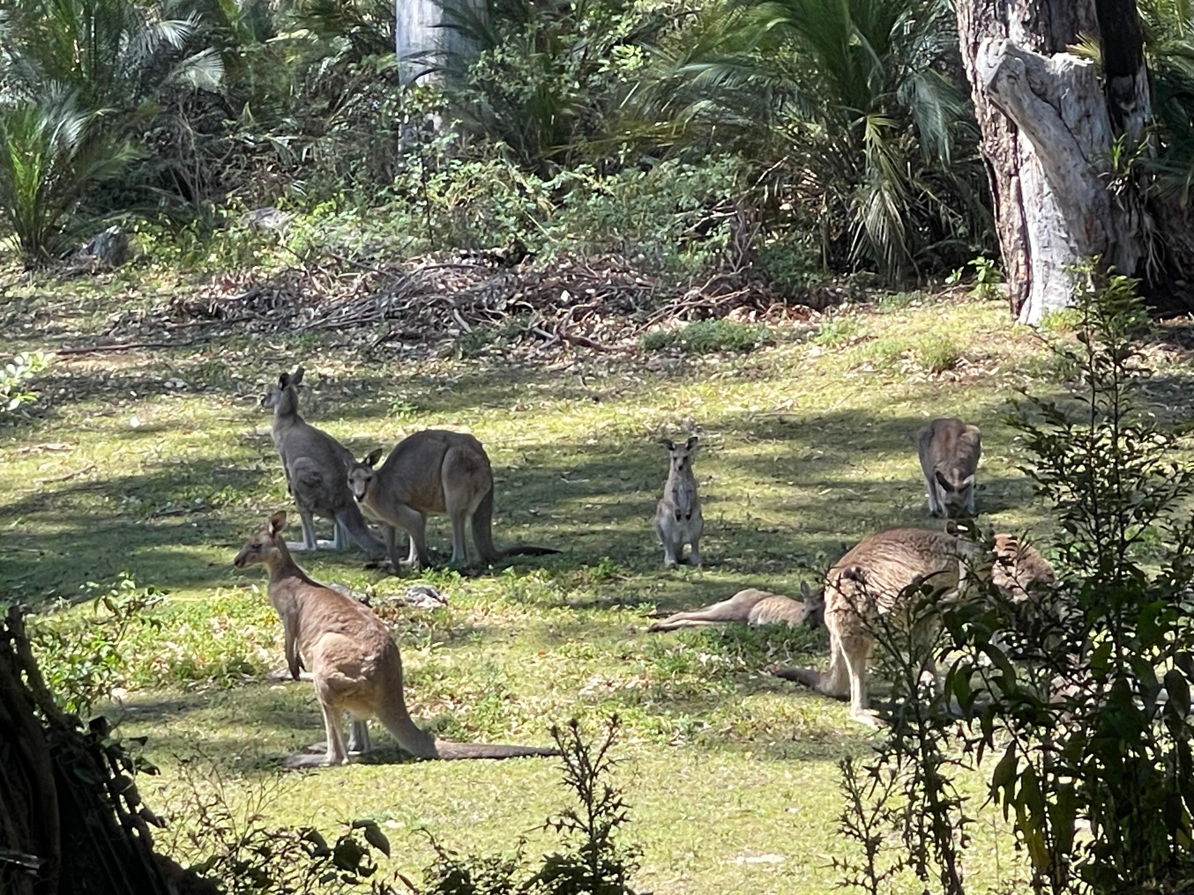 view from the back yard 