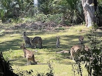 view from the back yard
