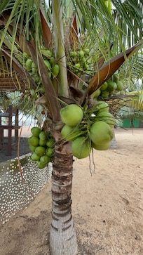 Coconut Trees are everywhere at the Lemon Beach Resort
