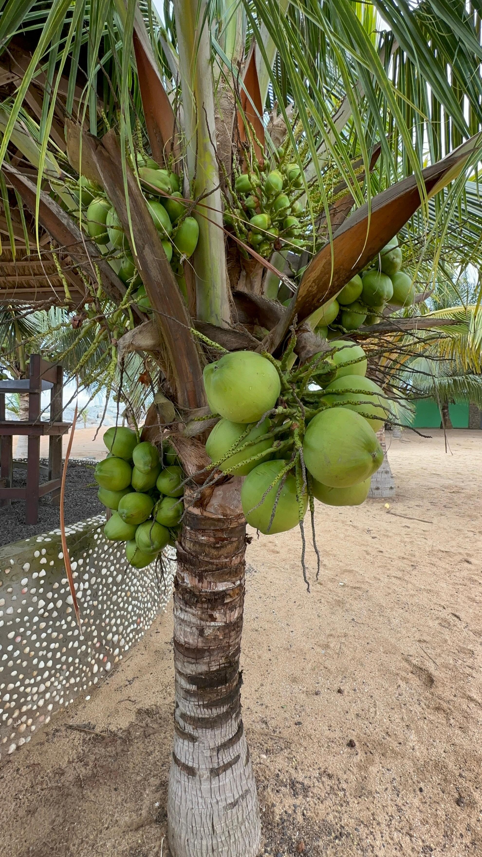 Coconut Trees are everywhere at the Lemon Beach Resort 