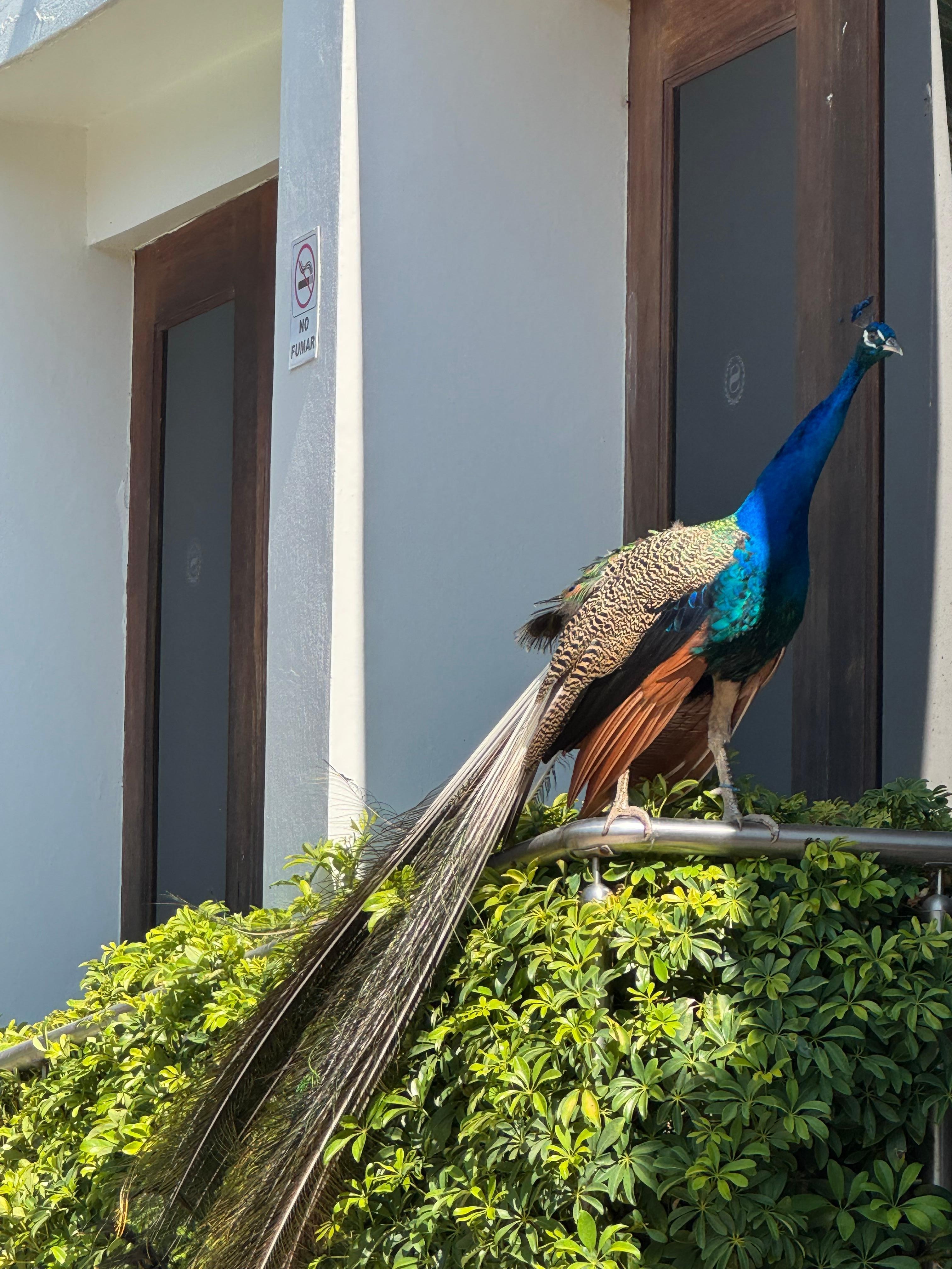 Peacock as you can see his feathers look very destroyed and other were same condition could be case not big enough 