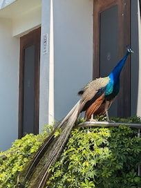 Peacock as you can see his feathers look very destroyed and other were same condition could be case not big enough