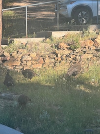 Wild turkeys right out the window
