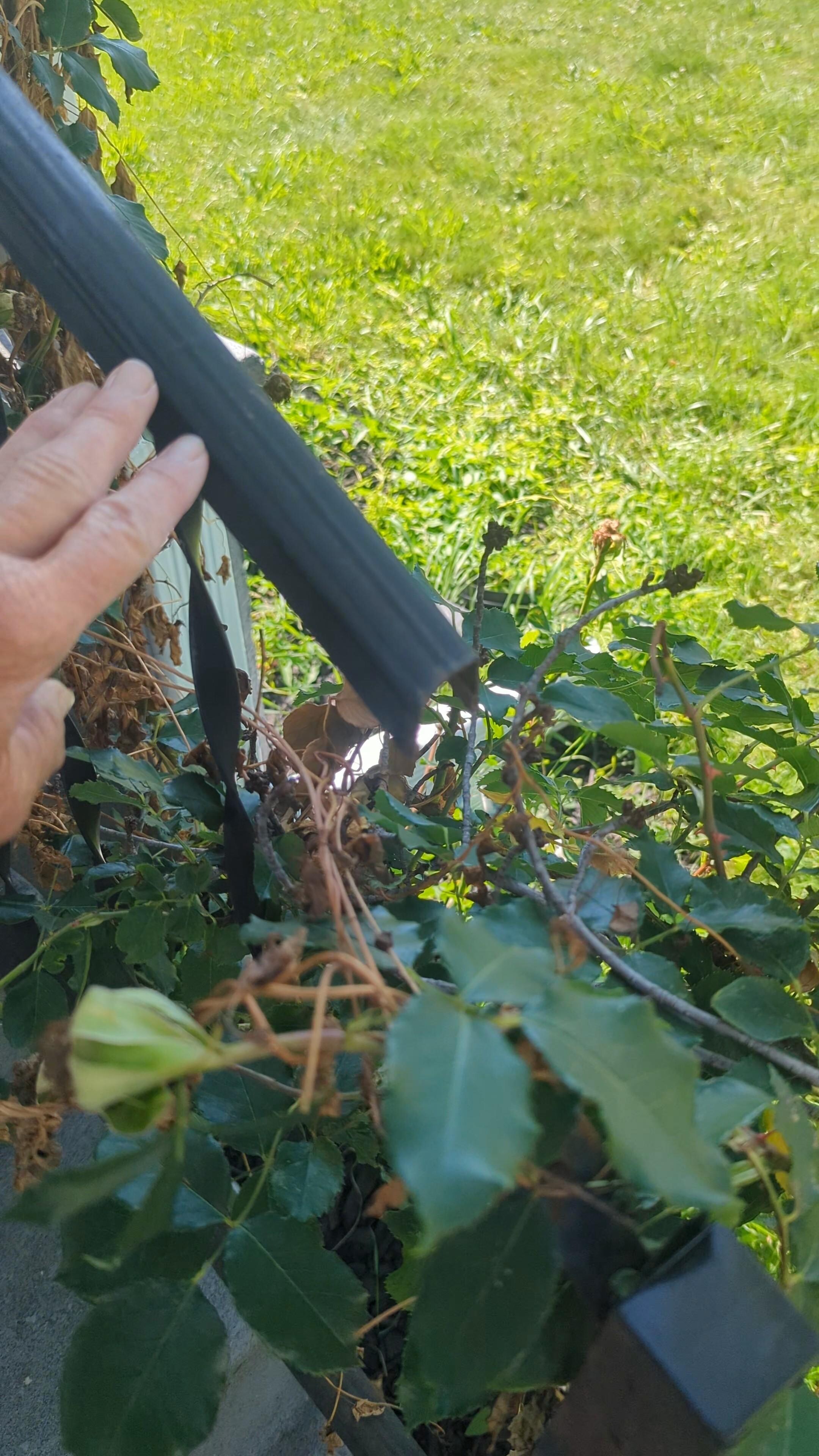 Broken rail up porch steps. Swings free if you touch it and thorny rose bush growing on it