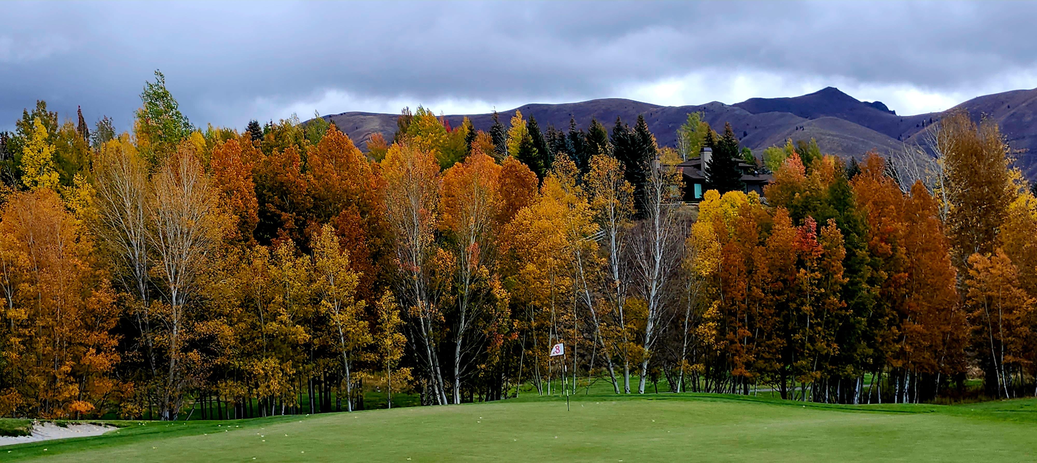 Trees on the golf course