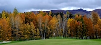 Trees on the golf course