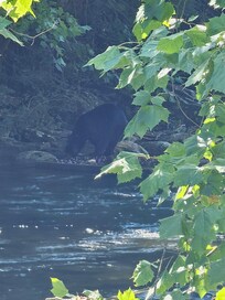 He crossed our path and got in the river. Id have to say I enjoyed the bears more than anything.