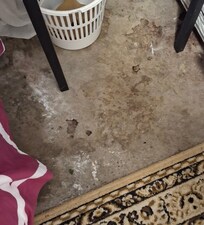 Floor in bedroom.blood or animal stains????