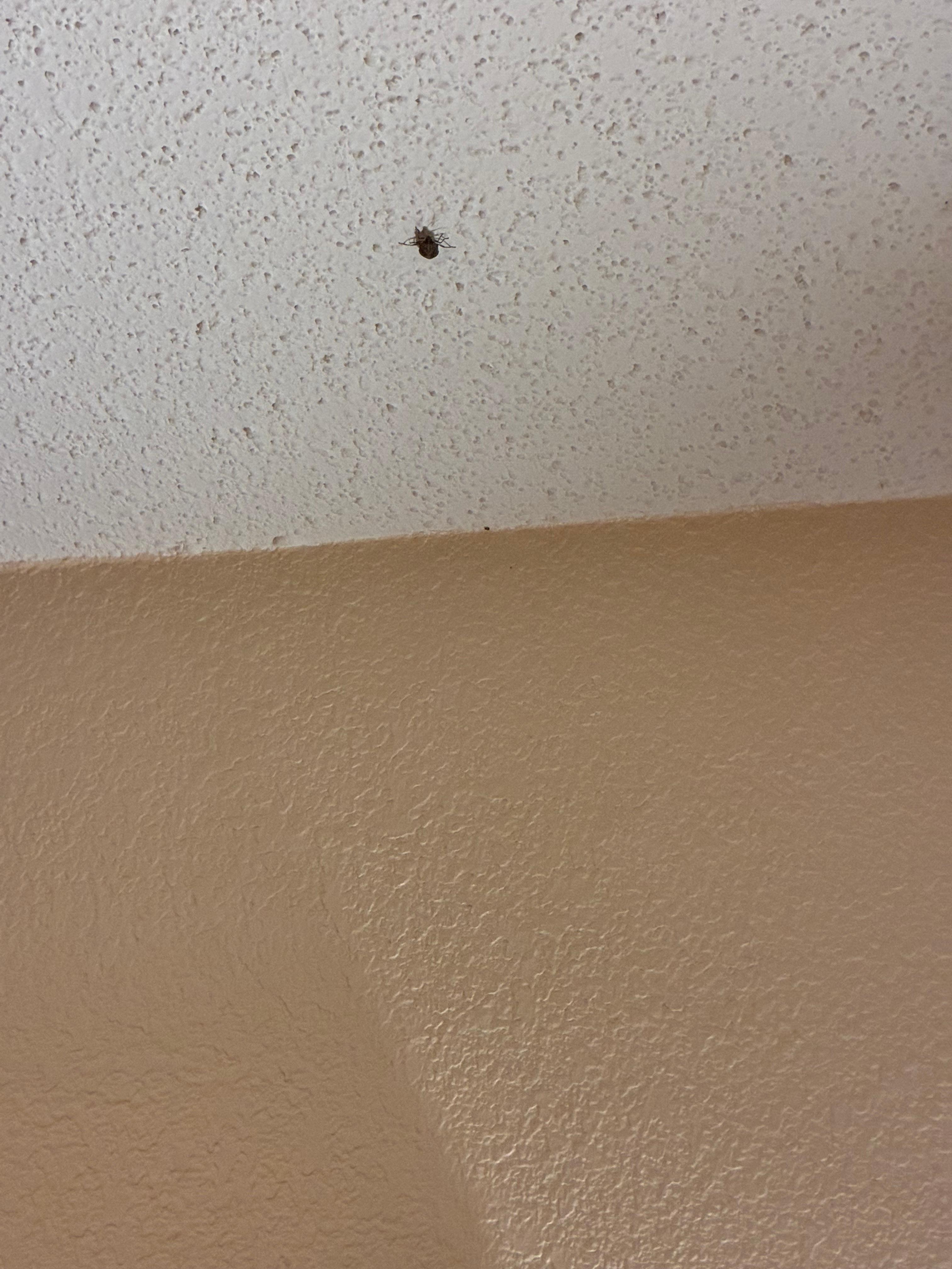 Stink bugs in different rooms 