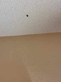 Stink bugs in different rooms