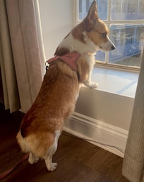 On guard over the courtyard.