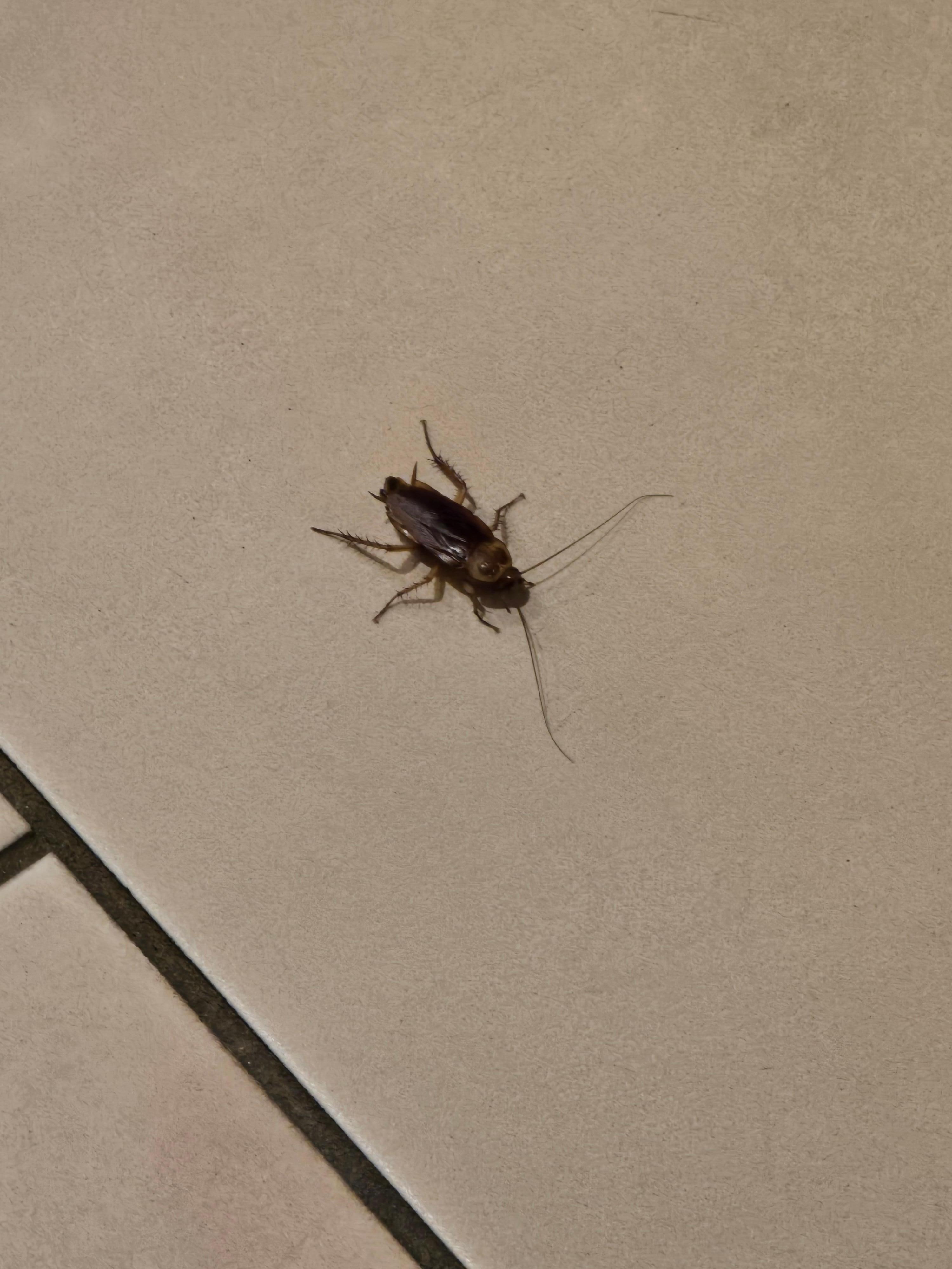Roach