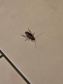 Roach