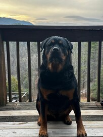 Meatball enjoyed the cooler temperatures.