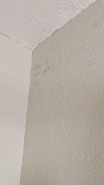 Mold and water damage