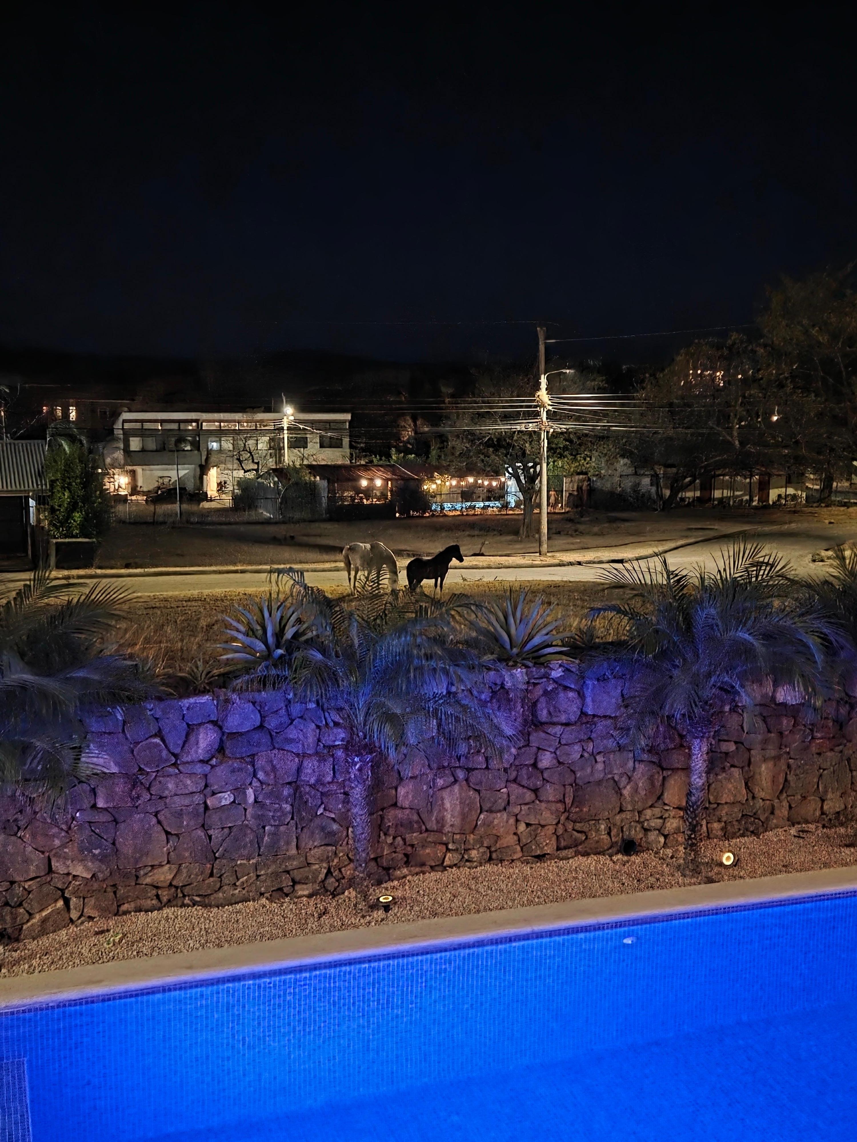 Horses in front of Mararvilla Estates roaming freely in the evening.