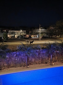 Horses in front of Mararvilla Estates roaming freely in the evening.