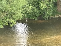 Resident egret