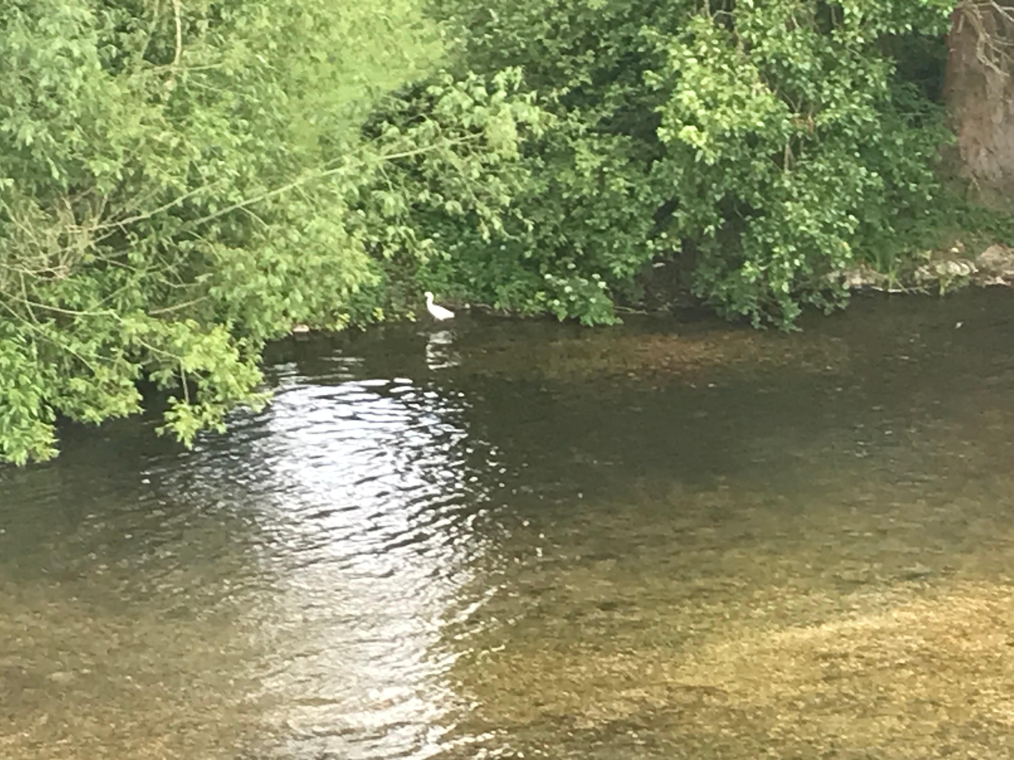 Resident egret