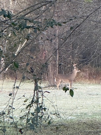 Deer in the main field