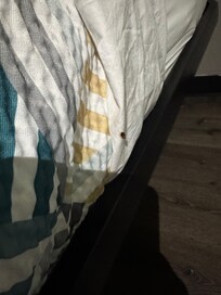 Roach on bed