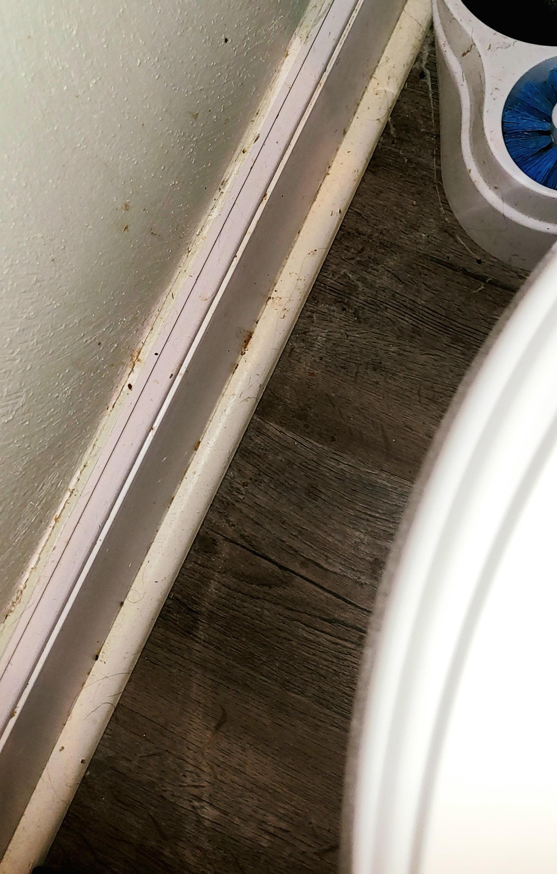 Urine on wall, baseboard, and back of toilet 