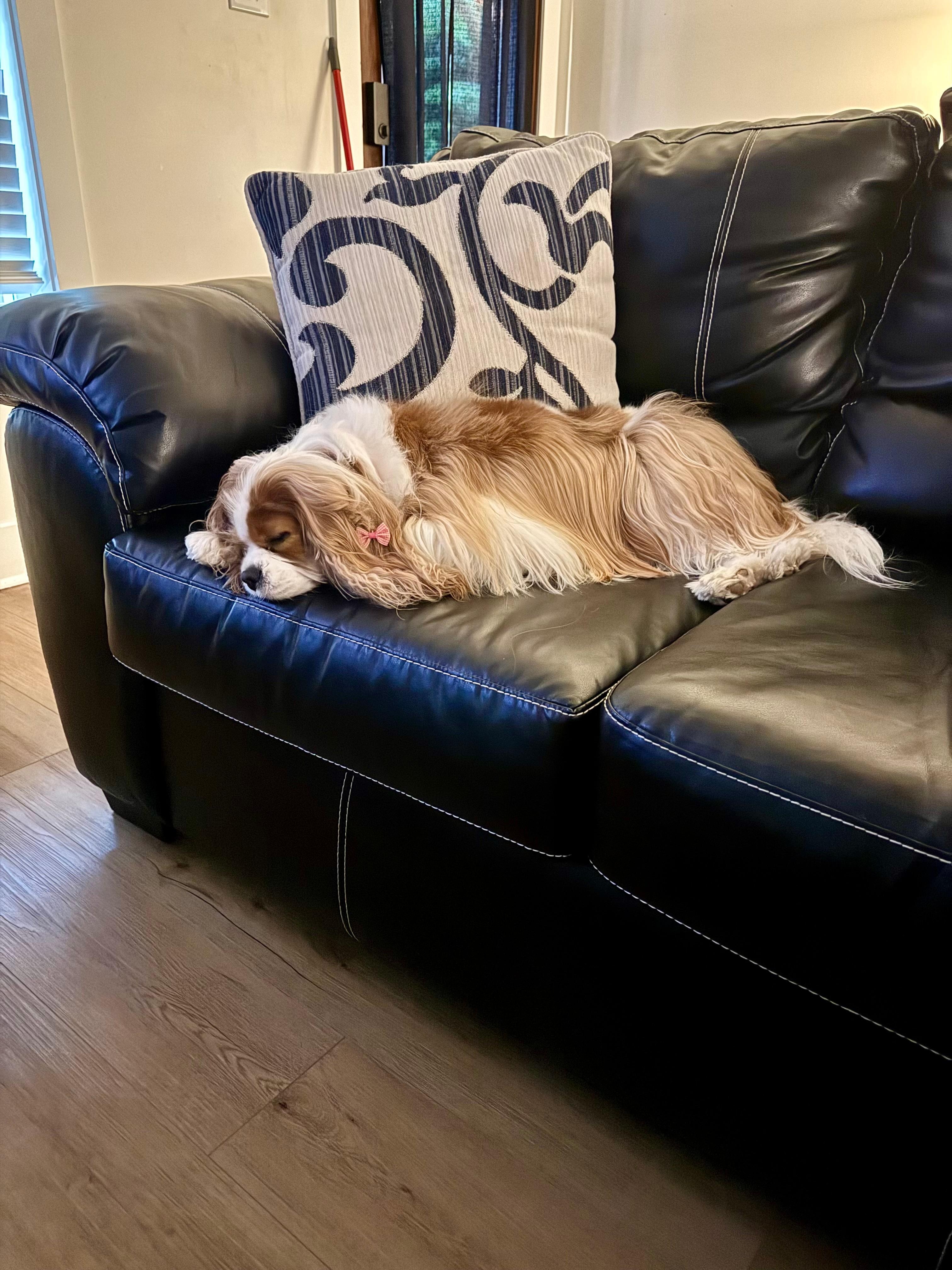 Living room pet friendly sofa.