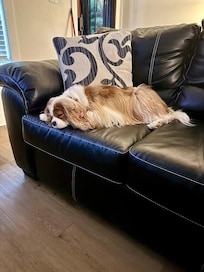 Living room pet friendly sofa.