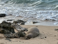 Lounging monk seal ❤️