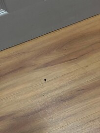 Roach #2