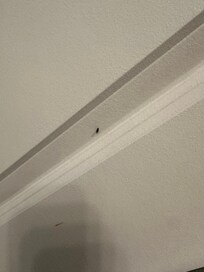 Fruit flies along the trim