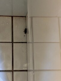 Cockroach in bathroom