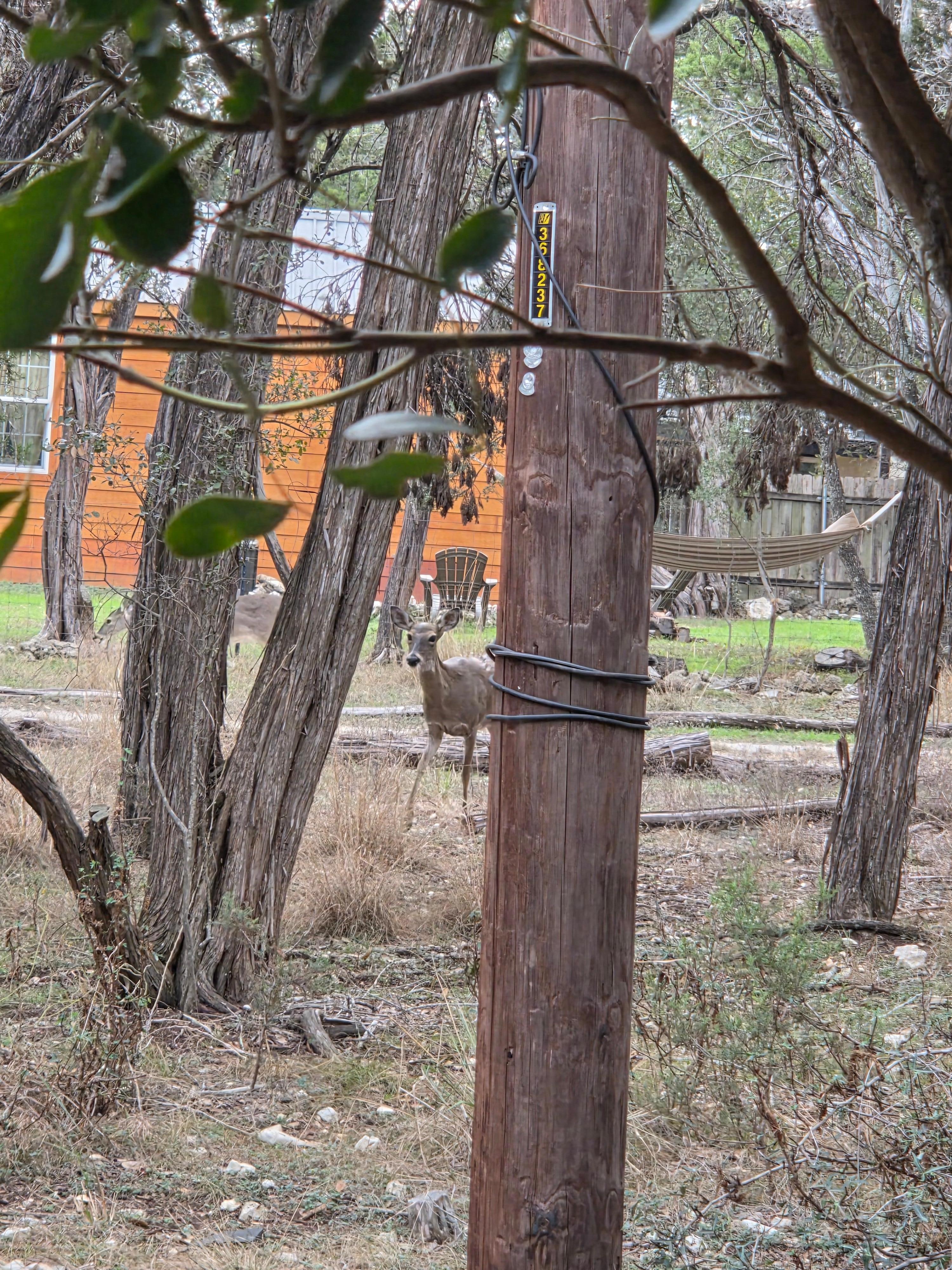 Deer on the property 