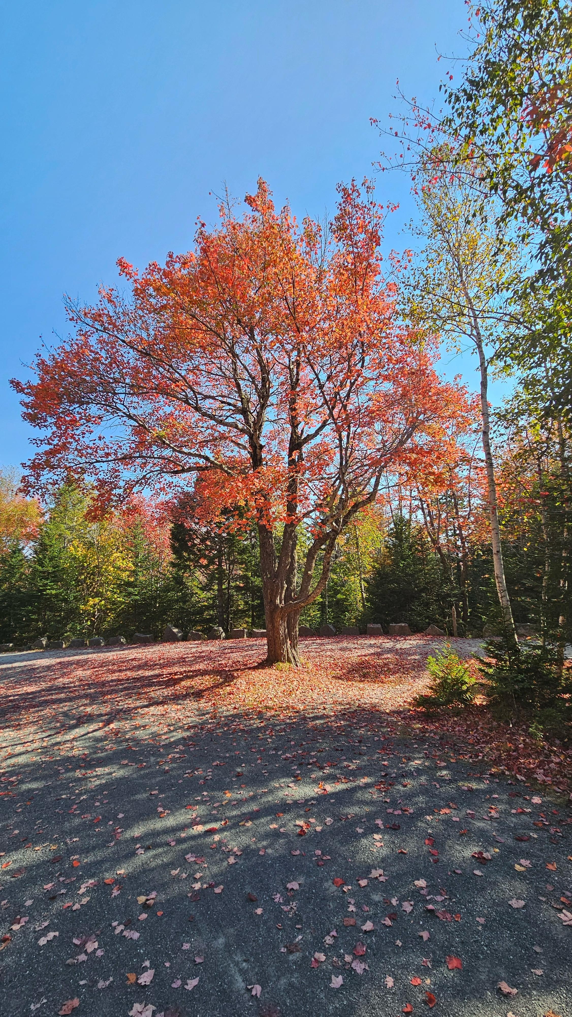 Leaves turning color. 