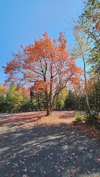 Leaves turning color.