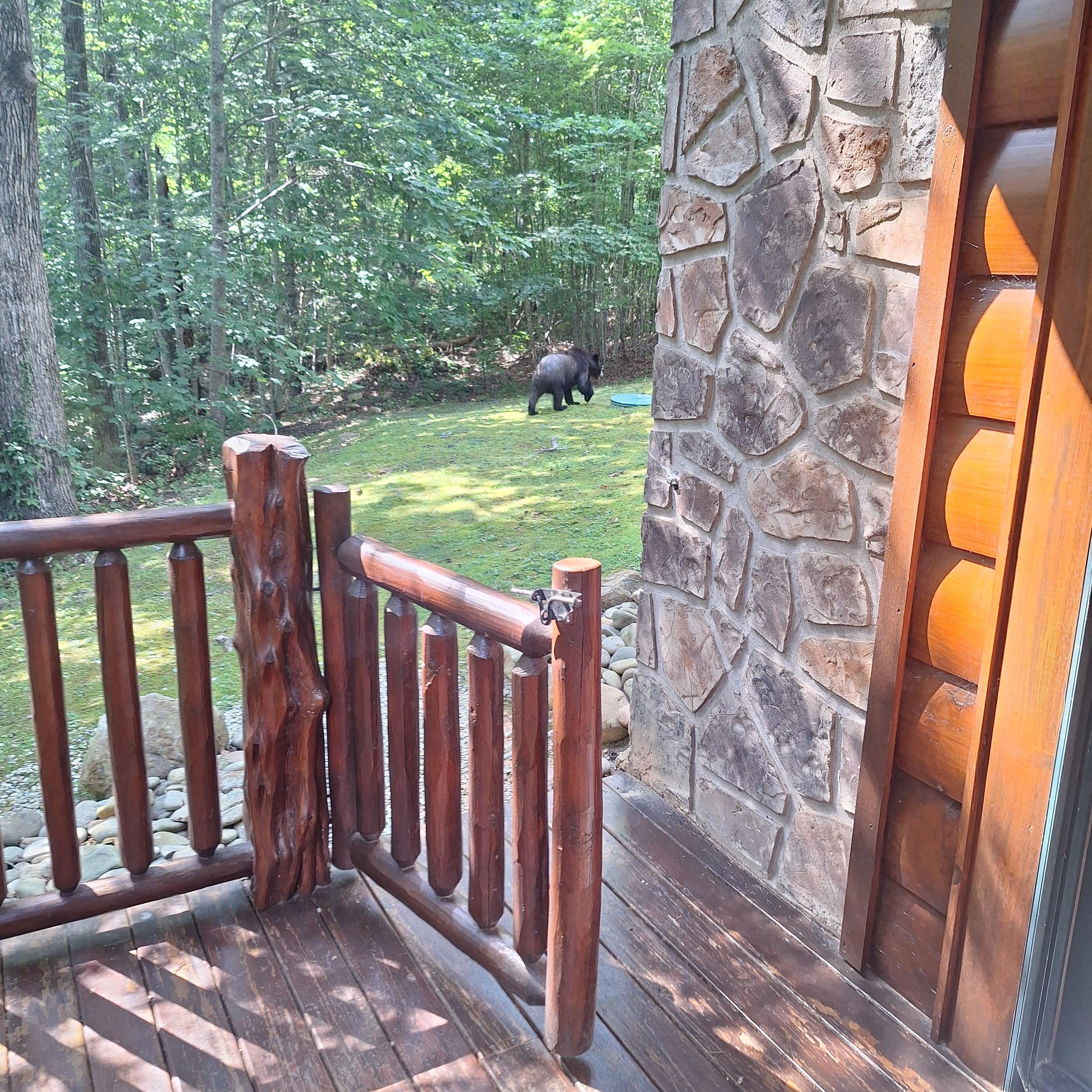 Bear in the back yard. 
