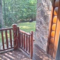 Bear in the back yard.