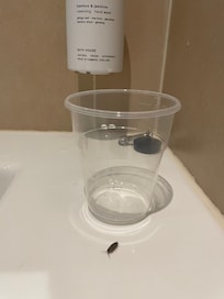 Insecte dans la salle de bains