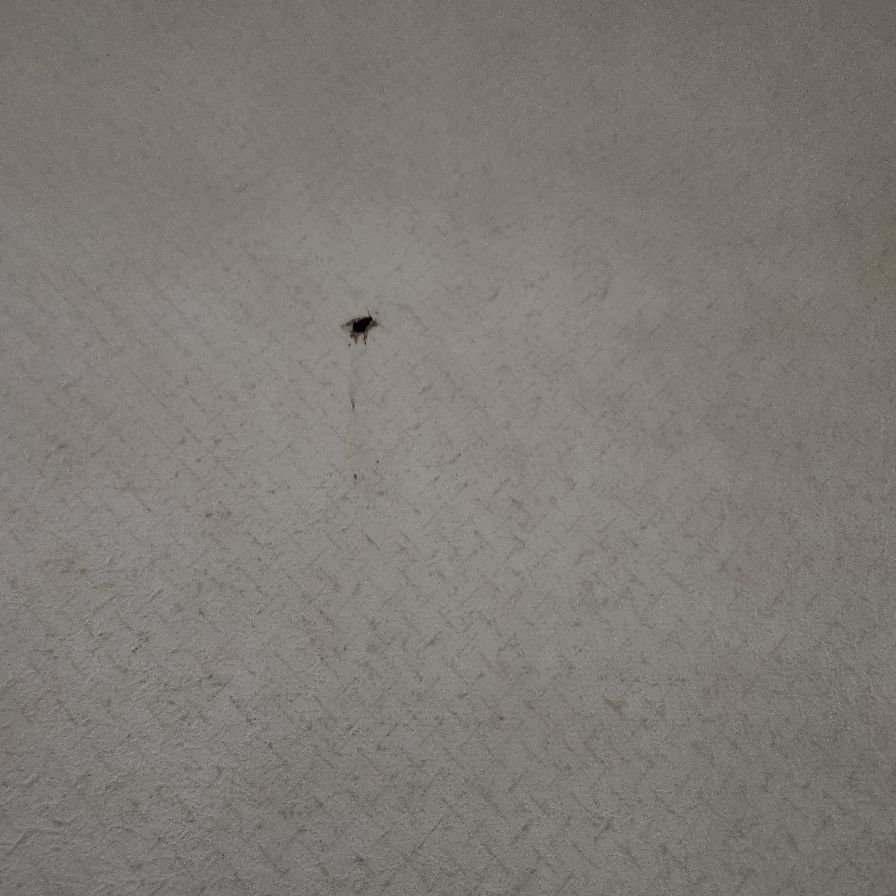 Dead bug in my room