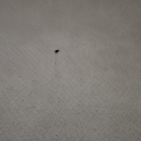 Dead bug in my room
