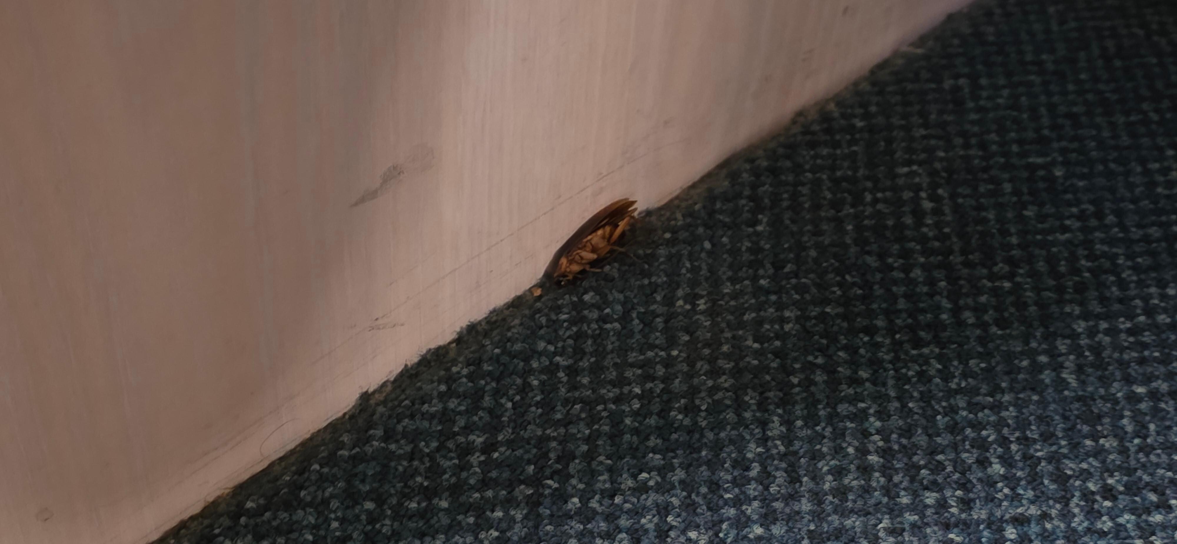 Dead adult cockroach on the carpet after spraying.