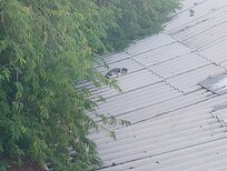 Cat on a hot tin roof, as seen from room 10