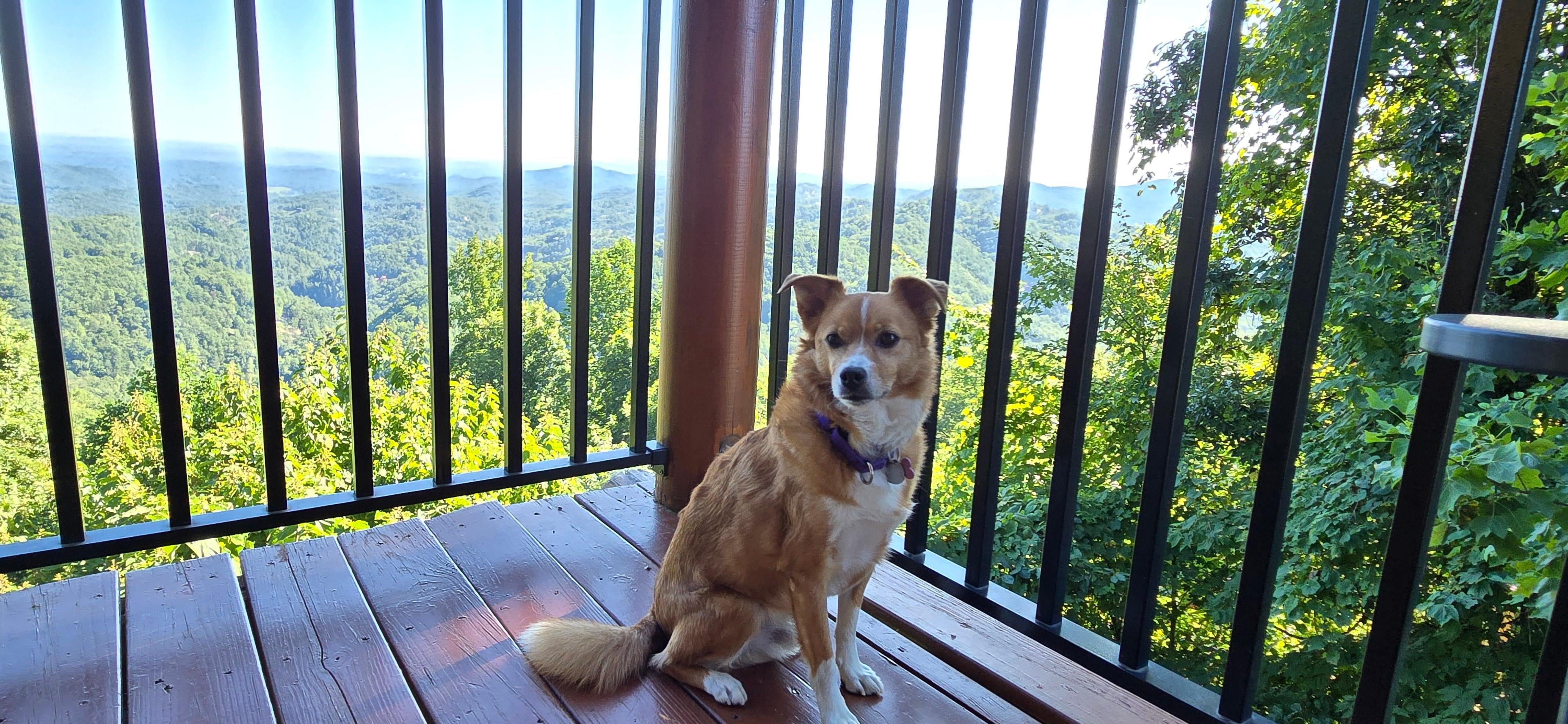 Our dog enjoyed the back deck as well.
8/29/25
