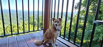 Our dog enjoyed the back deck as well.
8/29/25